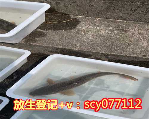 惠州蜗牛放生，惠州放生野生草龟好吗，惠州允许放生的水域是哪里