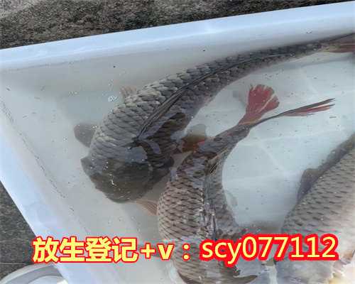 广东放生鱼苗，广东捕获250斤超大龙趸价值5万
